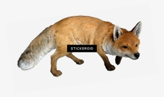 Fox - Real Woodland Animals #5434795