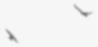 443 397 - Seabird #5436205