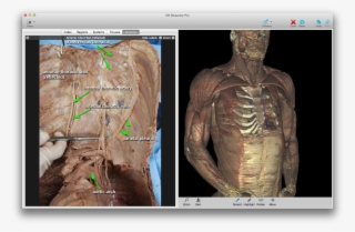 Step By Step Dissection Instructions - Anatomy #5436387