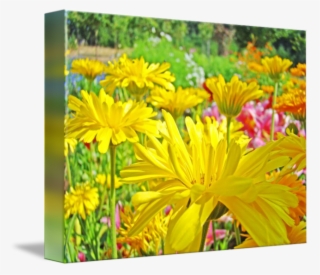 Daisies Art Prints Yellow Flowers By Baslee #5437615
