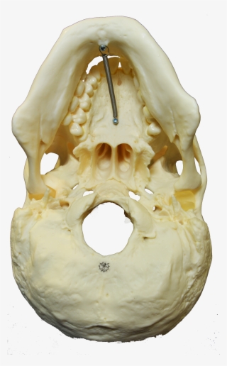 File - Skull-inferior #5437892