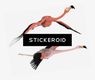 Flamingo - Hesperornis #5441805