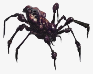 Giant Spider - Araneus Cavaticus #5442498