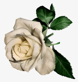 White Rose Painting Png #5444947