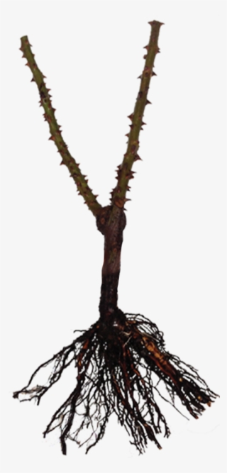 Bare Rooted Rose - Pond Pine #5445340