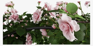 Climbing Rose Arc Bush - Garden Roses #5445462