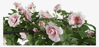 Climbing Rose Arc Bush - Garden Roses #5445581