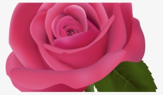 Pink Rose Png Clipart Image Best Web Clipart #5447332