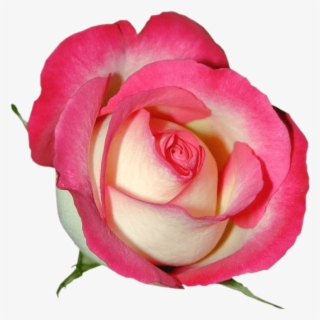 Free Png Pink Rose Png Images Transparent - Floribunda #5447541