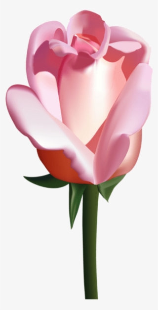Free Png Pink Rose Png Images Transparent - White Rose Cartoon Transparent #5447609 Free Png Pink Rose Png Images Transparent - White Rose Cartoon Transparent #5447609