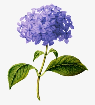 Beautiful Purple Flower Transparent - Hydrangea Botanical Drawing #5447877