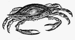 The Second Digital Sealife Clip Art Of A Crab Shows - Illustration #5450342