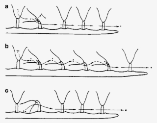 A Feeding Polypide Inclined Towards The Base Of The - Cribrilina Punctata #5450841