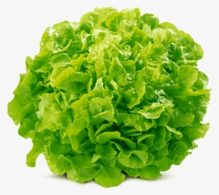 Oak Leaf Green Von Elo #5453644