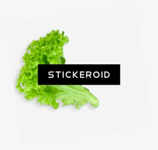 Lettuce Leaf - Green #5453834