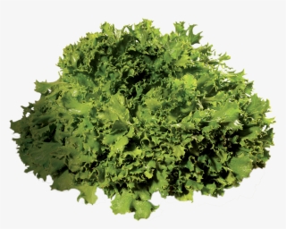 Salade Rouge Salade Frisée Laitue - Plants #5454060