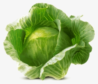 White Cabbage Von Elo - Png Cabbage Png #5454229