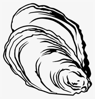 Jpg Freeuse Clam Clipart Pearl Drawing - Free Oyster Vector #5456160