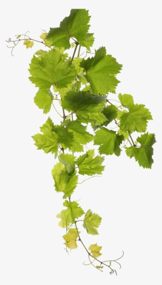 Retsina Malamatina - Grape Leaf Png #5457845