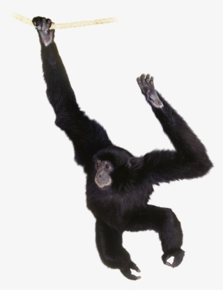 Chimpanzee Png - Siamang Clipart #5462327