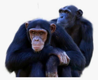 Chimpanzee Png Image - Chimpanzees Transparent #5462403