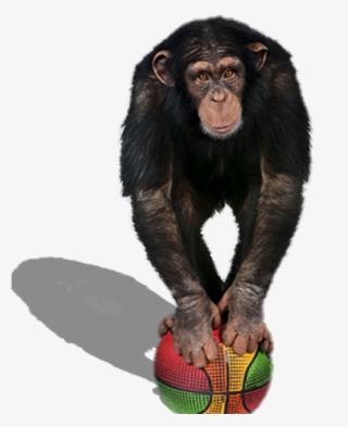 Grok The Monkey On The Mac App Store - Delusions Of Grandeur - Cd #5462643