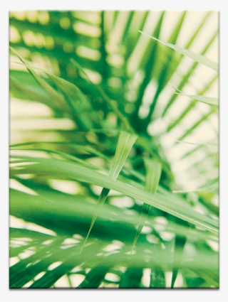 Warm Fern - Cosmetics #5463064