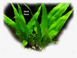 Aquatic Plant Java Fern - Microsorum Pteropus #5463448
