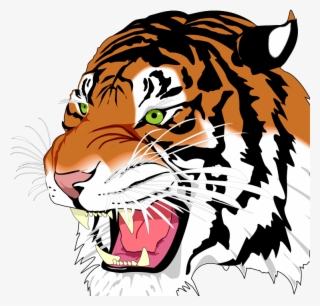 White Tiger Png #5464209 White Tiger Png #5464209