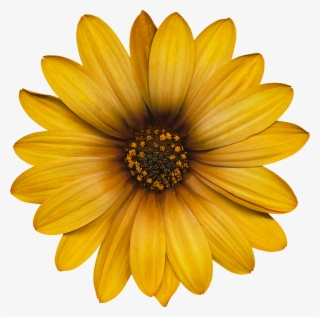 In Flowers Collection - Cartoon Pictures Of Sunflowers #5466961