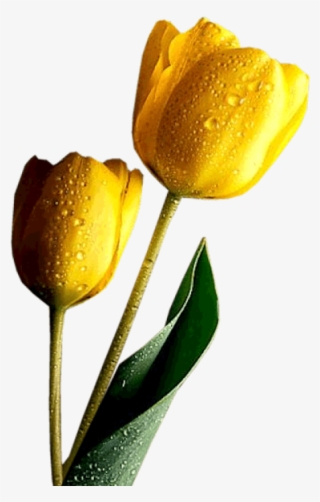 Free Png Yellow Tulips Png Images Transparent - Faith Divine Inspiration And Prayers #5467026