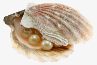Seashell Png Images Free Download - Ракушки На Прозрачном Фоне #5467557