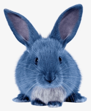 Iscream Team • Blue Bunny - Blue Bunny Ice Cream Blu #5468919