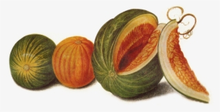 Hand Drawn Big Pumpkin - Fruit #5469303