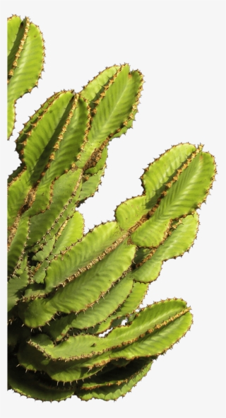 Cactus Bison Skull #5472663