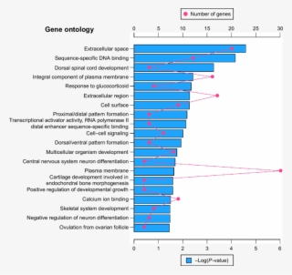 The Red Dot In The Figure Means Number Of Genes - Gene Ontology Term Enrichment #5473306