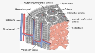 3 Schematic Illustration Of The Basic Microstructure - Microstructure Of The Bone #5474112