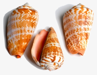 All Animals In This Family Have Shells That Are Conical #5474459