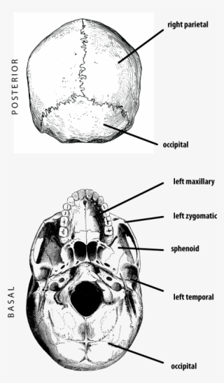 The Frontal Bone - Nuchal Torus #5474589