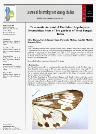 Characteristic Wings Of An Erebid Moth #5474591