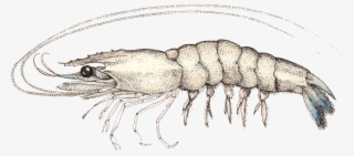 Yellowleg-shrimp - /m/02csf #5474656