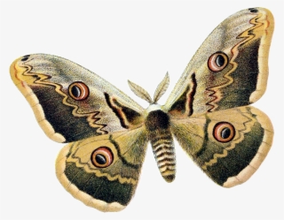 Saturnia Pyri - Moth Png #5474659
