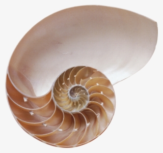 Seashell Png #5474823
