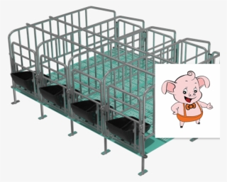 Domestic Pig #5475181