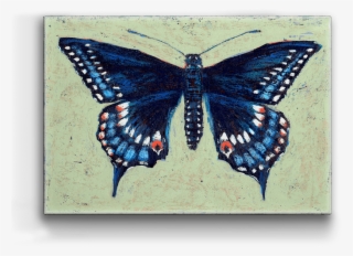 Black Swallowtail Box Art - Monarch Butterfly #5475246