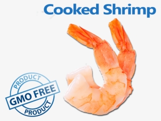 Transparent Shrimp Cooked Image Royalty Free Stock #5475249
