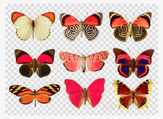 Butterfly 5'x7'area Rug Clipart Monarch Butterfly Karner #5475427