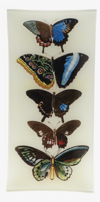 French Butterflies Nature Chart Vintage Style Poster #5475491