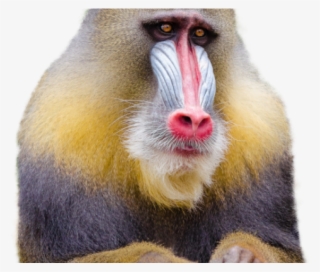 Monkey Png Transparent Images - Mandrill #5479430