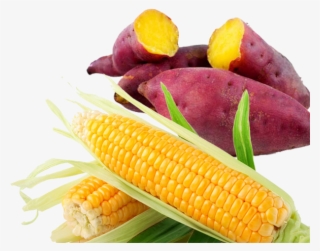 Mukono Farmers Earning Millions With New Cassava Variety - Japanese Sweet Potato Png #5479992